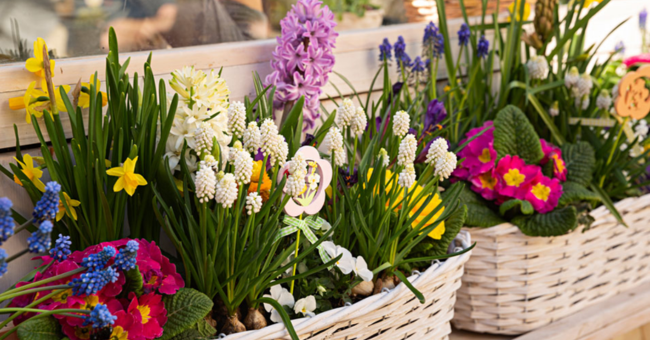concours fleurs printemps
