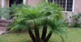 Concours : Gagnez 1 palmier Robellini de 100$